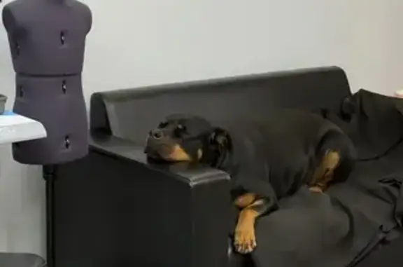 Найдена собака, Магнитогорск, фото: Собака найдена: ул. Горького 1, Магнитогорск