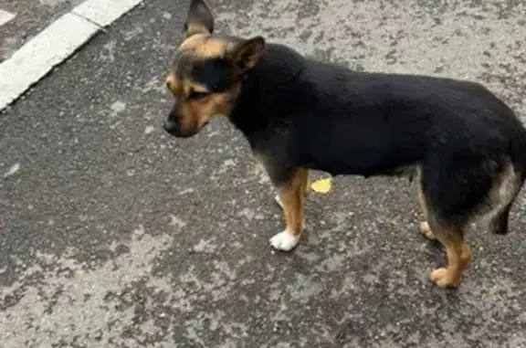 Найдена собака, Красноярск, фото: Собака найдена на Свободном проспекте, Красноярск