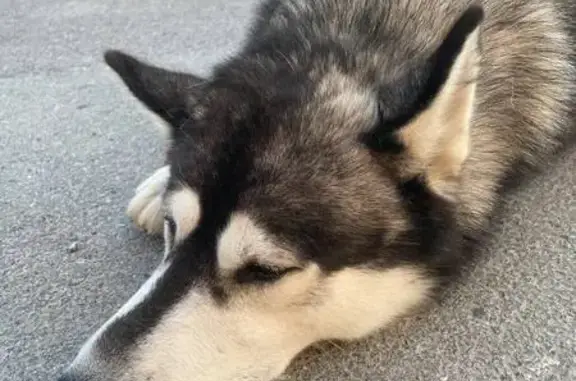 Найдена собака, Тюмень, ул. Бованенко 3