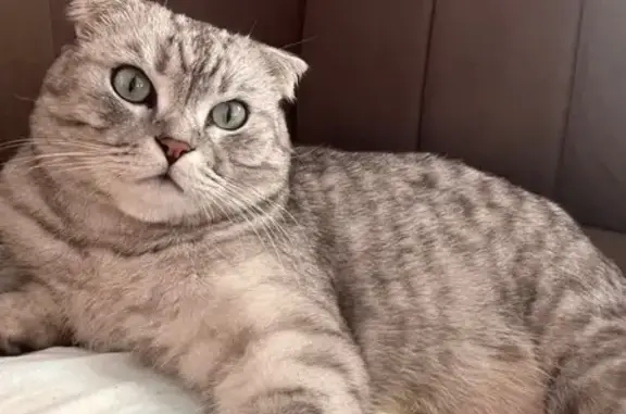 Пропала кошка в Топорнино, Ульяновск