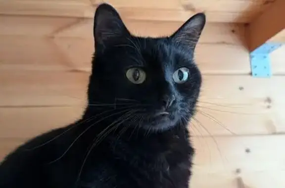 Кошки потеряшки, Руза, фото: Потеряшка черная кошка, Федеративная 13, Руза
