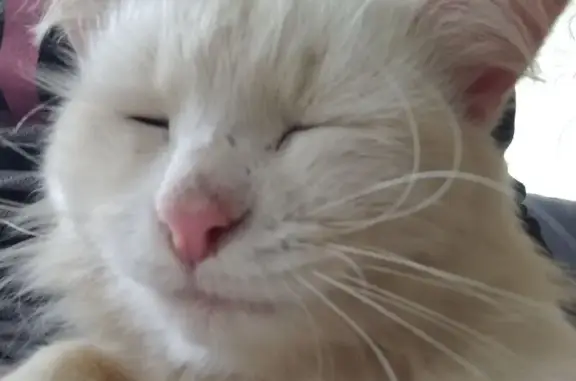 Кошки потеряшки, Пермь, фото: Потеряшка кошка, Народная ул., Пермь