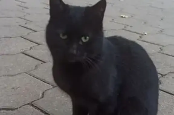 Кошка найдена на ул. Халтурина, Тула
