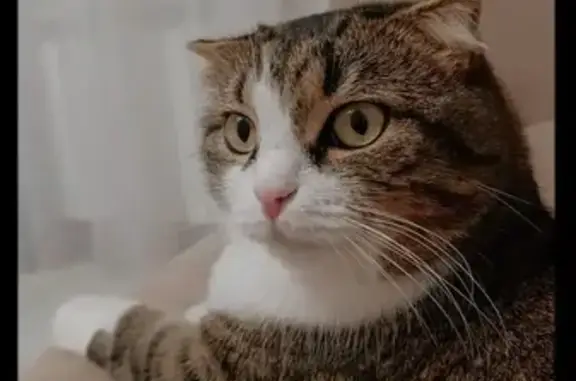 Кошки потеряшки, Оренбург, фото: Потеряшка кошка, Ивановский пер., 10А