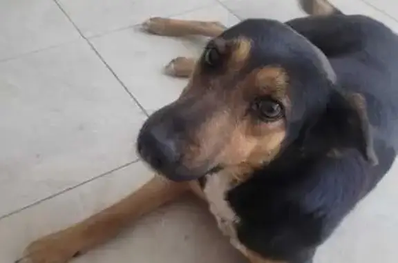 Пропала собака, Крымский пер., 81, Оренбург