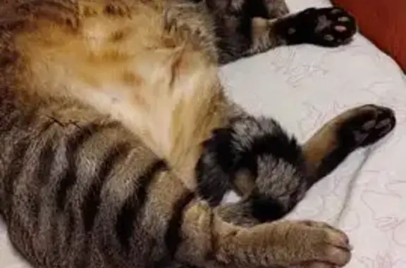 Кошки потеряшки, Тосно, фото: Потеряшка кошка, ул. Боярова, 22А, Тосно