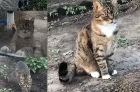 Пропал кот Кеша, ул. Каруна, Морозовск