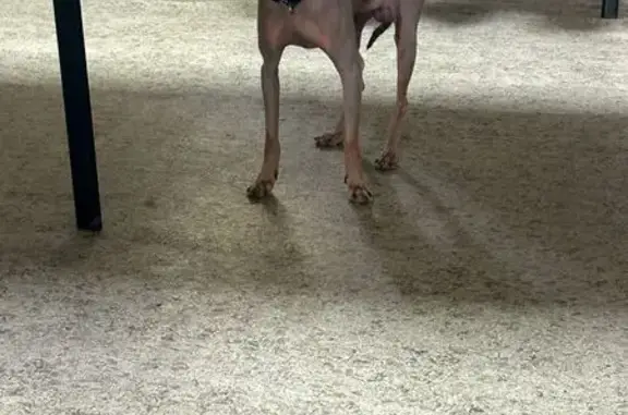 Найдена собака, Волгоград, фото: Светло коричневый нос, Балонина 2, Волгоград