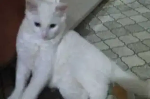 Пропала кошка, Московская 51, Владикавказ