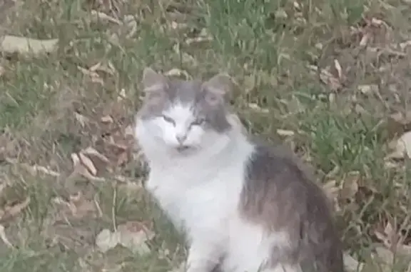 Кошка найдена: Загородное шоссе 5к3, Москва