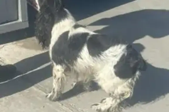 Собака найдена на ул. Золотая Рыбка, Новороссийск