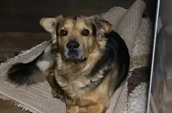 Пропала собака, Барсуки, Тульская область