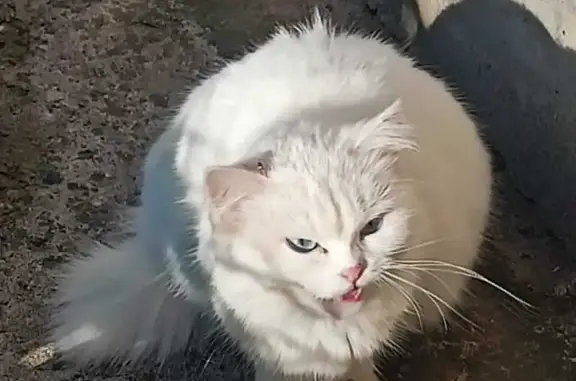 Кошка найдена на пр. Ленина, 34А, Чебоксары