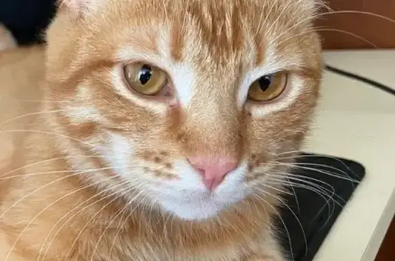 Пропала кошка, Партизанская 82, Барнаул