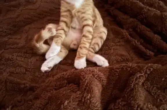 Пропала кошка, Чаканиха, Шоссейный пер.