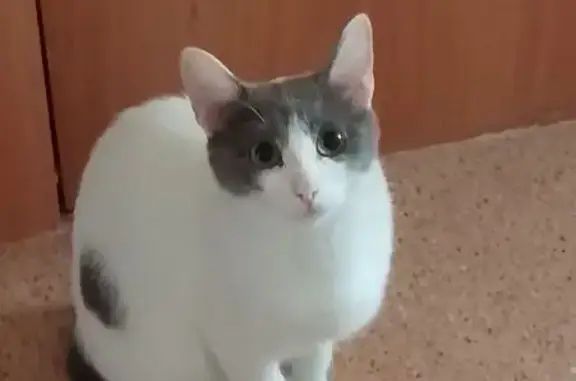 Пропала кошка на проспекте Мира, Сатка