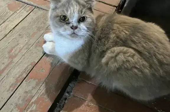 Кошка найдена: ул. Крылова 24, Йошкар-Ола