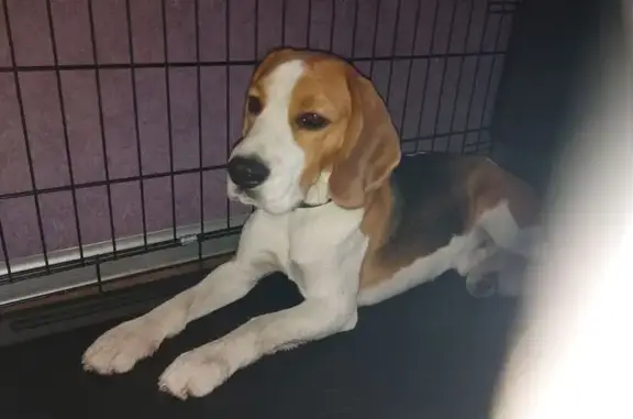 Бигль найден: Взлётная ул., 16, Барнаул