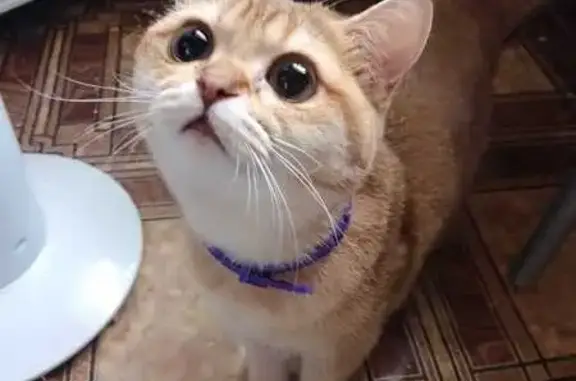 Пропала кошка, Первомайская ул., Пронск