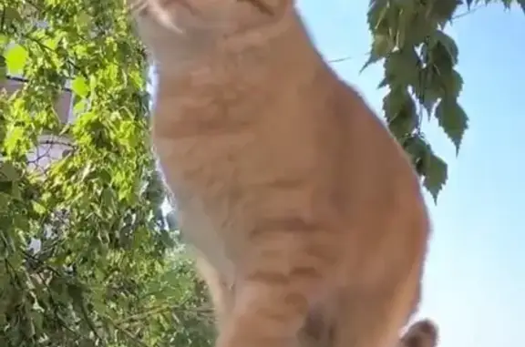 Кошки потеряшки, Красноярск, фото: Потеряшка кошка, ул. Мичурина, 18, Крск