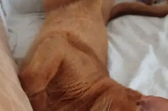 Пропала кошка, Черняховского 6, Нальчик