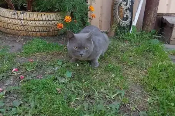 Объявления о пропавших и найденных животных, Бузулук, фото: Кошка найдена: ул. Льва Толстого, 128