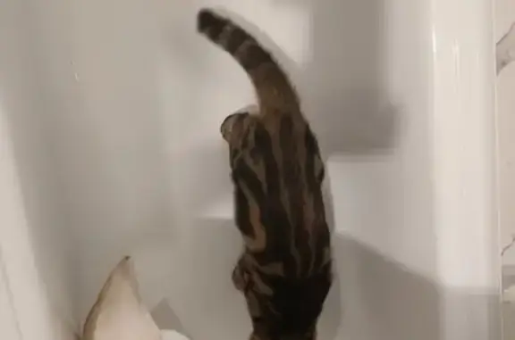 Пропала кошка, ул. Мира, Северобайкальск