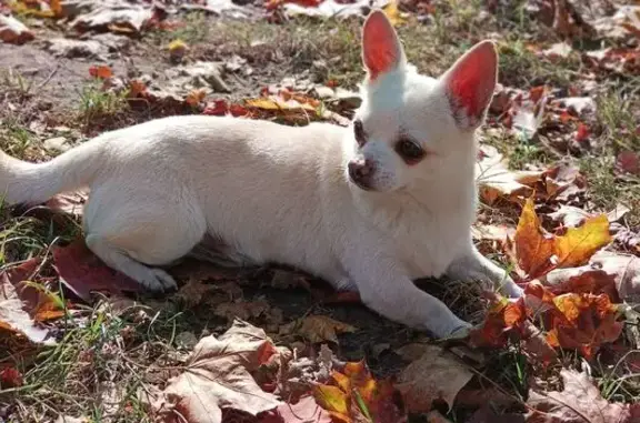 Собаки потеряшки, Московская область, фото: Потеряшка собака в Симбухово, МО