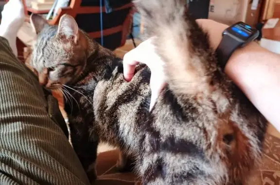 Пропала кошка, Садовая ул., 33А, Кашира