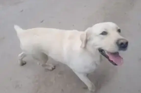 Собака найдена: Гарнизонный проезд, Тула