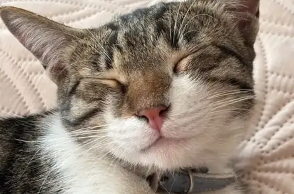 Пропала кошка, ул. Пушкина, 86