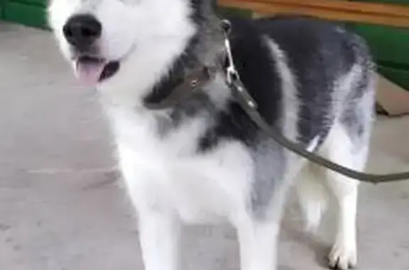 Найдена хаски в Смолино, Наро-Фоминск