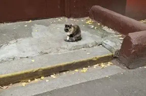 Кошка найдена: пр-т Маршала Жукова, 11к1