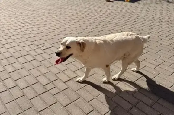 Лабрадор найден: Краснофлотская 12Б