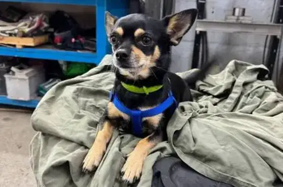 Пропала собака, Саянская 245, Красноярск