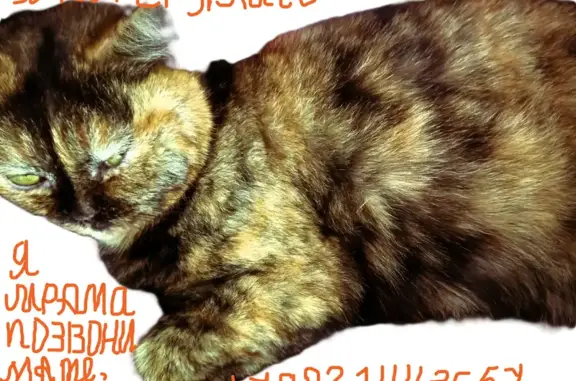 Пропала кошка, переулок Циолковского, 11