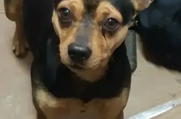 Пропала собака, Олхинская 10, Шелехов