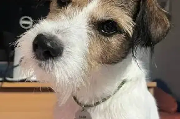 Пропала собака на ул. Миклухо-Маклая