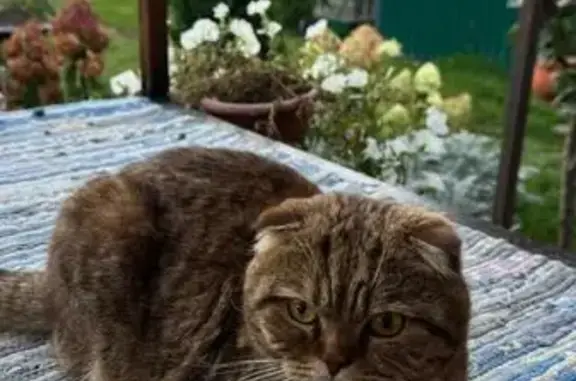 Кошки потеряшки, Елец, фото: Потеряшка рыжий кот, Лавская ул., Елец