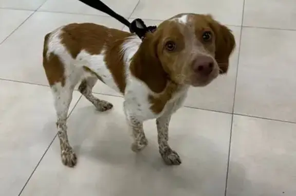 Найдена собака, Калининград, фото: Щенок найден в ТЦ Вестер, Панина 1, Калининград