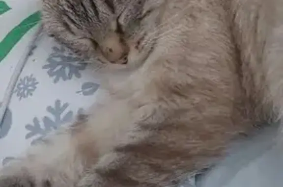 Объявления о пропавших и найденных животных, Ревда, фото: Кошка найдена: ул. Павла Зыкина, 17А