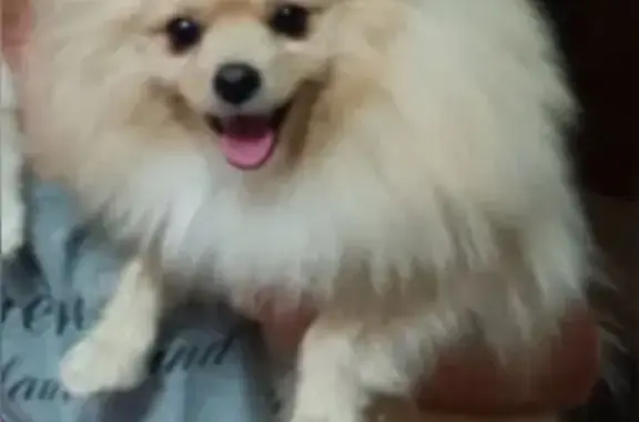 Пропала собака, ул. Строителей 56, Новочебоксарск