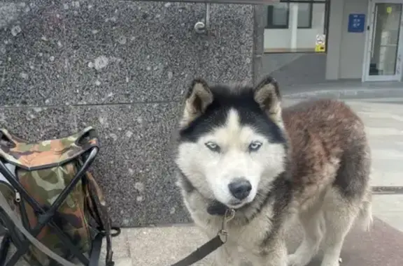 Хаски найдена у метро Курская, Земляной Вал