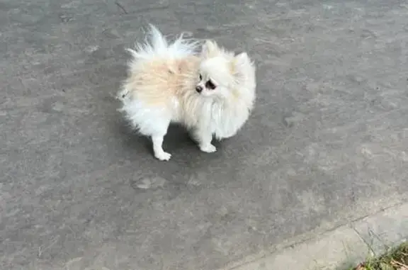 Шпиц найден: Алтуфьевское ш., 86, Москва