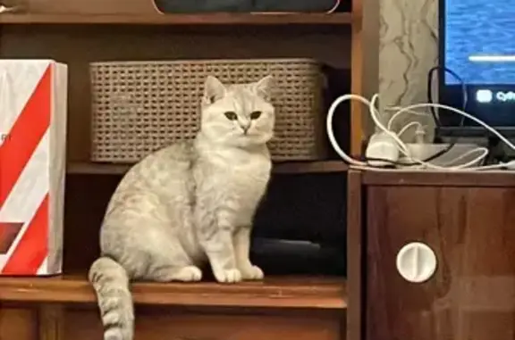 Пропала кошка, Енисейская 16/21, Москва