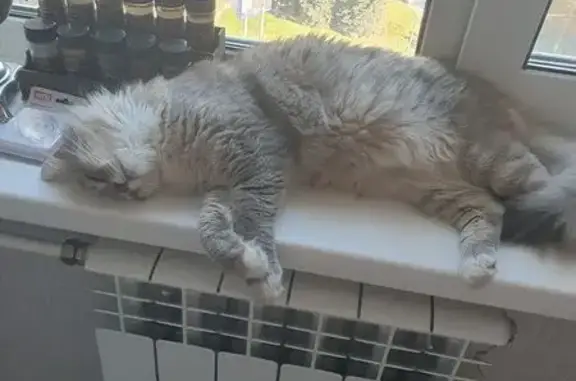 Кошка найдена: ул. Горького, 56, Владимир