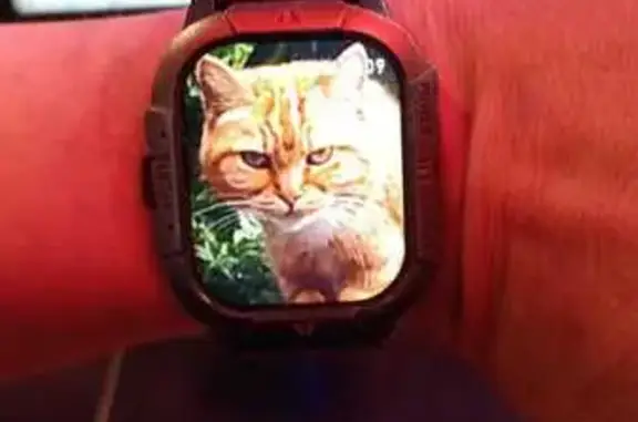 Кошки потеряшки, Алматы, фото: Потеряшка рыжая кошка, Торетай 101, Алматы