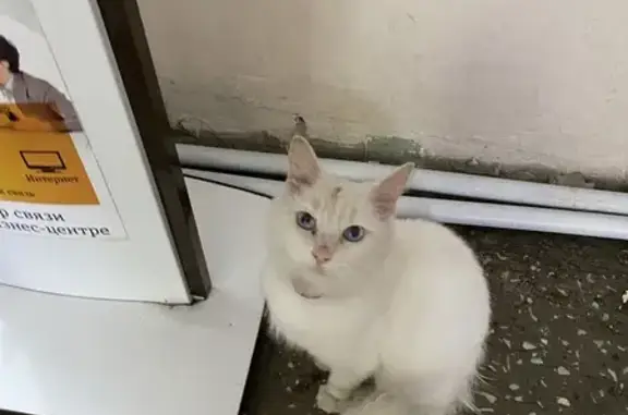 Найдена кошка, Екатеринбург, фото: Кошка найдена: ул. Восстания 32, Екб