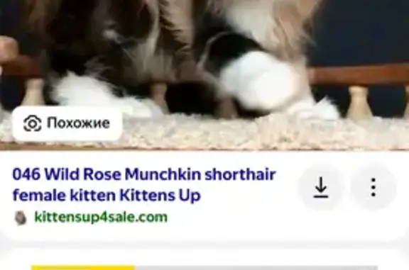 Кошки потеряшки, Таганрог, фото: Потеряшка кошка, Водопроводная ул., 15, Таганрог