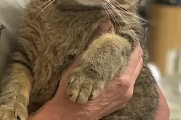 Кошки потеряшки, Пригородный, фото: Потеряшка кот, ул. Нефтяников, 25, Пригородный